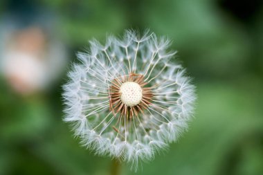Karahindiba tohumları sabah güneş ışığı altında taze yeşil bir arka planda uçup gidiyor..