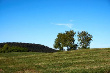 Mavi gökyüzünün arka planında yeşil yaprakları olan güzel bir meşe ağacı ve tacın altında yeşil çimenler, yaz manzarası..