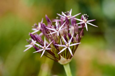 Allium cristophii, Pers soğanı, İran yıldızı.