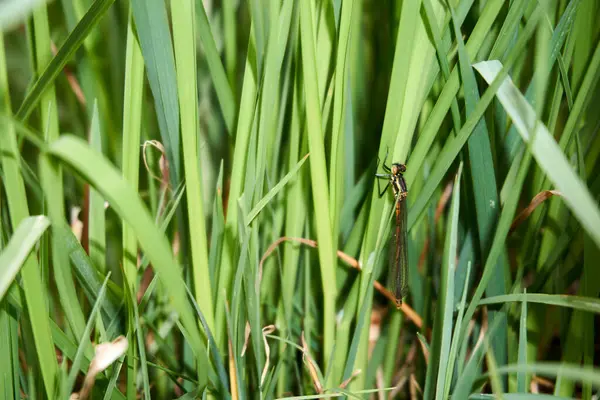 Μεγάλη Κόκκινη Damselfly Pyrrhosoma Nymphula Είναι Ένα Είδος Δαμαλίδων Που — Φωτογραφία Αρχείου