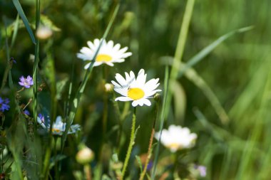 Leucanthemum vulgare çayırları yabani öküz gözü papatya çiçekleri, beyaz taç yaprakları ve sarı çiçekli, çiçek açan güzel bitkiler, ilkbaharın sonlarında inanılmaz yeşil alanlar..