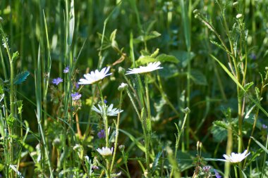Leucanthemum vulgare çayırları yabani öküz gözü papatya çiçekleri, beyaz taç yaprakları ve sarı çiçekli, çiçek açan güzel bitkiler, ilkbaharın sonlarında inanılmaz yeşil alanlar..