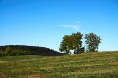 Mavi gökyüzünün arka planında yeşil yaprakları olan güzel bir meşe ağacı ve tacın altında yeşil çimenler, yaz manzarası..