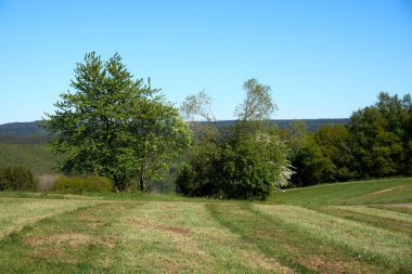 Mavi gökyüzünün arka planında yeşil yaprakları olan güzel bir meşe ağacı ve tacın altında yeşil çimenler, yaz manzarası..