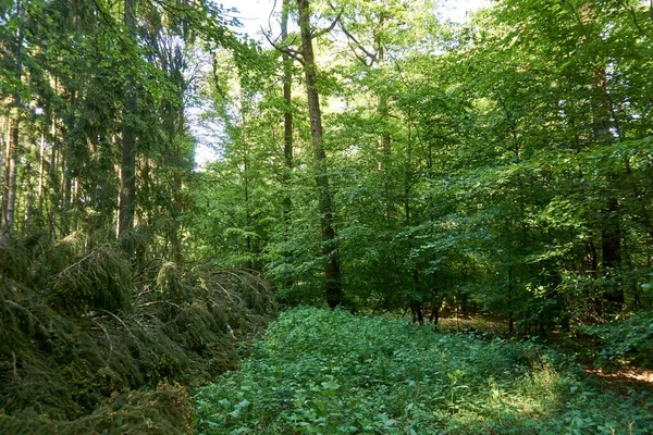 Caminhadas Caminho Florestal Vulkaneifel Alemanha — Fotografia de Stock