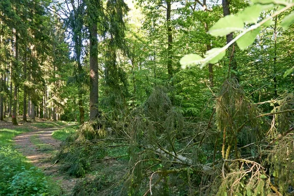 Senderismo Sendero Forestal Vulkaneifel Alemania —  Fotos de Stock