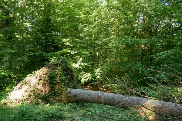 Caminhadas Caminho Florestal Vulkaneifel Alemanha — Fotografia de Stock