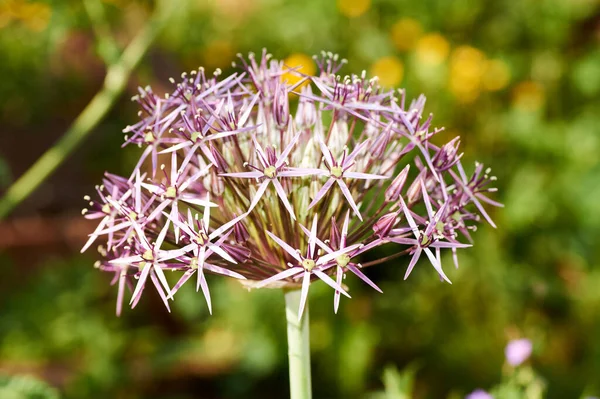 Allium Cristophii Persische Zwiebel Stern Von Persien — Stockfoto