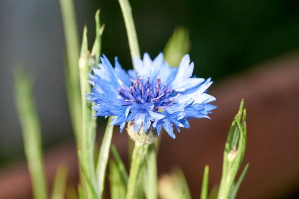 Blaue Kornblume Lateinischer Name Cyanus Segetum Centaurea Cyanus — Stockfoto