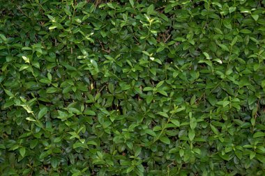 Duvar yeşil bir çitten oluşuyor, zengin ve güzel bir renk, arka plan, doku ve zemin olarak kullanılabilir.