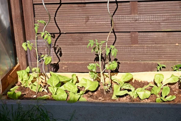 Ein Bio Garten Einem Frühlingsmorgen — Stockfoto