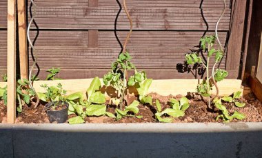 Bir bahar sabahı organik bir bahçe..