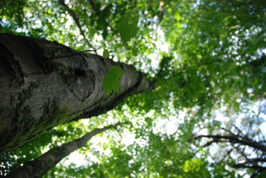 Düşük açılı fotoğrafını ormanlık tepeye, Cornwall, İngiltere