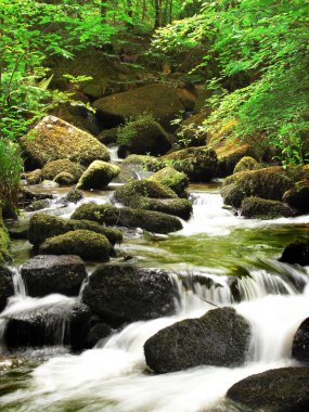 Güzel uzun pozlama bir bakir orman, Kenniveil, Cornwall, İngiltere'de çalışan bir Stream