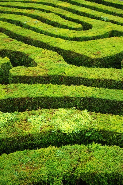 Bir büküm, giderek, kafa karıştırıcı telaşı labirent