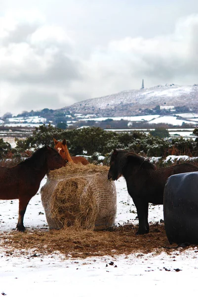 Carn brea tepenin üstüne Bassets anıt altında bir karlı Cornish alanda otlayan atlar