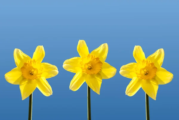 Nergis yaz güneşin