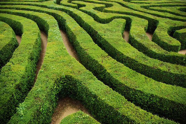 A twisting, spiraling, confusing hedgerow maze