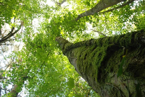 Krásný Záběr Nedotčené Lesy Díval Korunách Stromů Cornwall Anglie — Stock fotografie