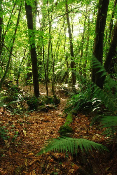 Bakir Bir Orman Cornwall Ngiltere Güzel Bir Atış — Stok fotoğraf