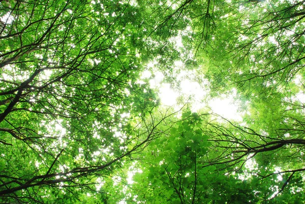 Dökülen Yapraklar Ile Güneş Işığı Ile Ormanlık Bir Gölgelik Ararken — Stok fotoğraf