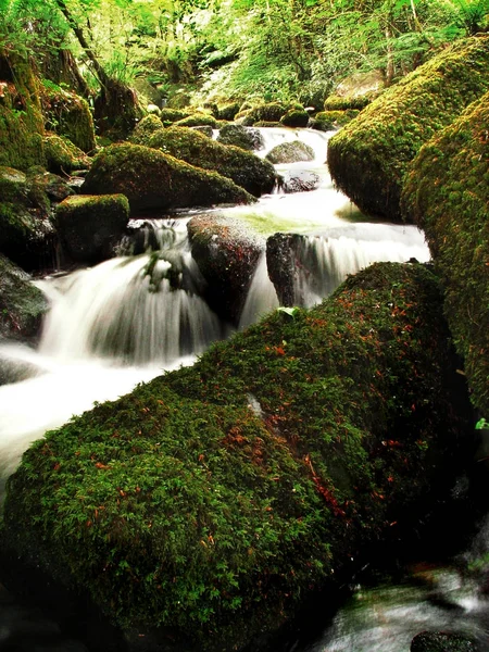 Una Hermosa Larga Exposición Arroyo Que Corre Través Bosque Virgen —  Fotos de Stock