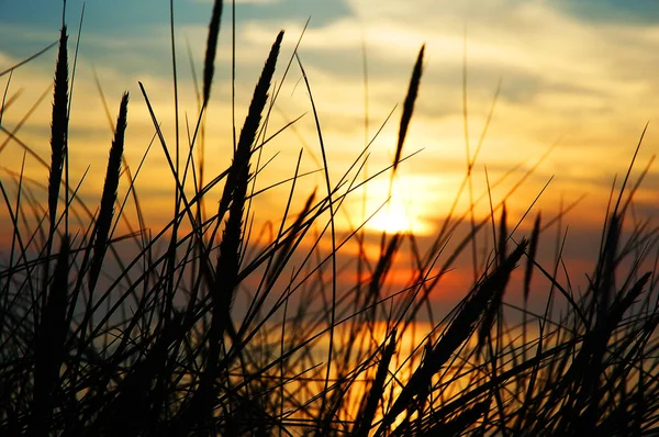 Grass Front Setting Sun Top Gwithian Cliffs Cornwall England Royalty Free Stock Photos