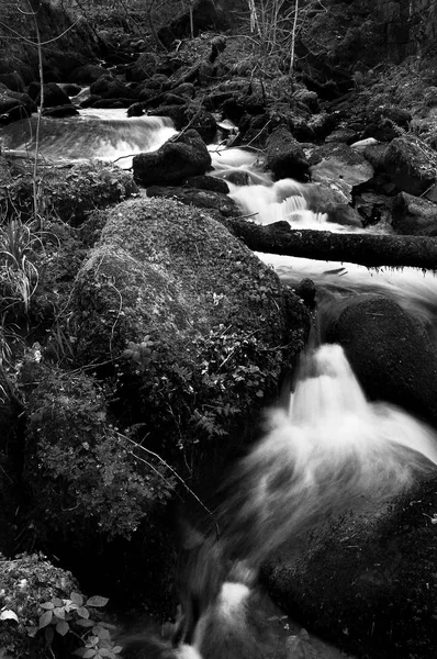 Siyah ve beyaz, Truro, Cornwall, İngiltere'de Kenniveil ormanda çalışan bir Stream uzun pozlama