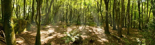 Ejes Luz Bajo Dosel Los Bosques Tehidy — Foto de Stock