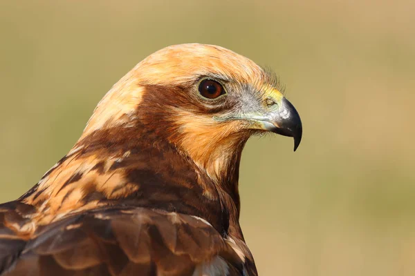 Portrait latéral de la tête d'un marais harrier — Photo