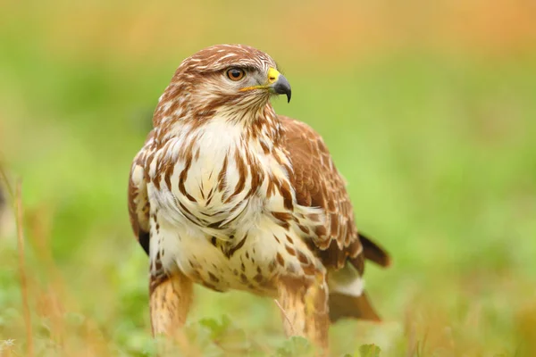 Portrait d'une buse commune sur l'herbe — Photo