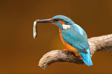 bir dal üzerinde tünemiş Gaga bir balık ile Kingfisher