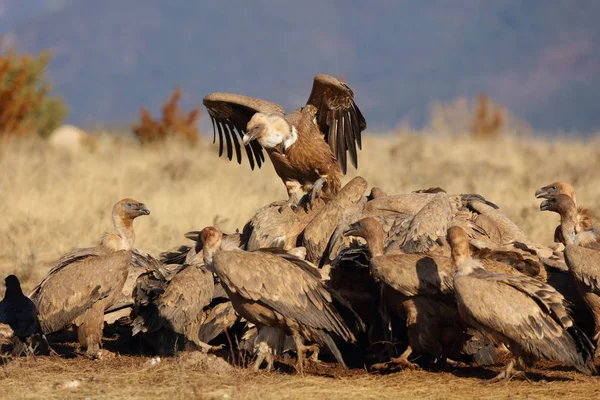 Groupe de vautours griffons mangeant — Photo