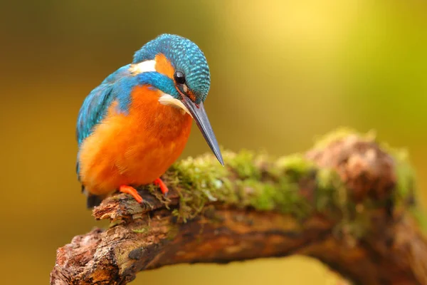King fisher uppflugen i en gren med färgstarka bakgrund — Stockfoto