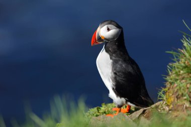 İzlanda'daki Latrabjarg kayalıklardan martı