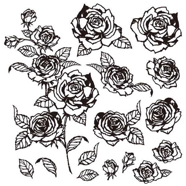 Rose flower illustration, — Stock Vector