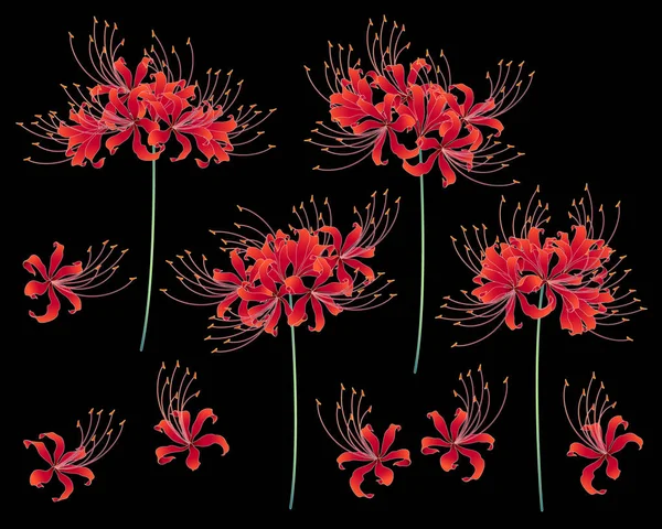 Cluster Style Japonais Amaryllis Conception Cluster Style Japonais Amaryllis Est — Image vectorielle
