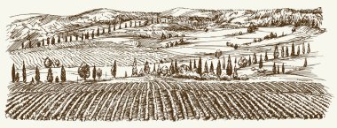 Wide view of vineyard. Vineyard landscape panorama. Hand drawn i