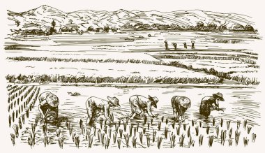 Asian farmers working on Field. Hand drawn illustration. Rice ha clipart