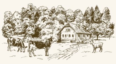 Çayırda otlayan inekler.