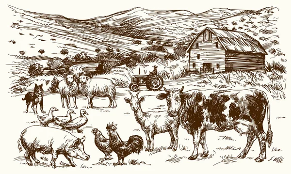 农场动物。手工绘制的矢量图. — 图库矢量图片