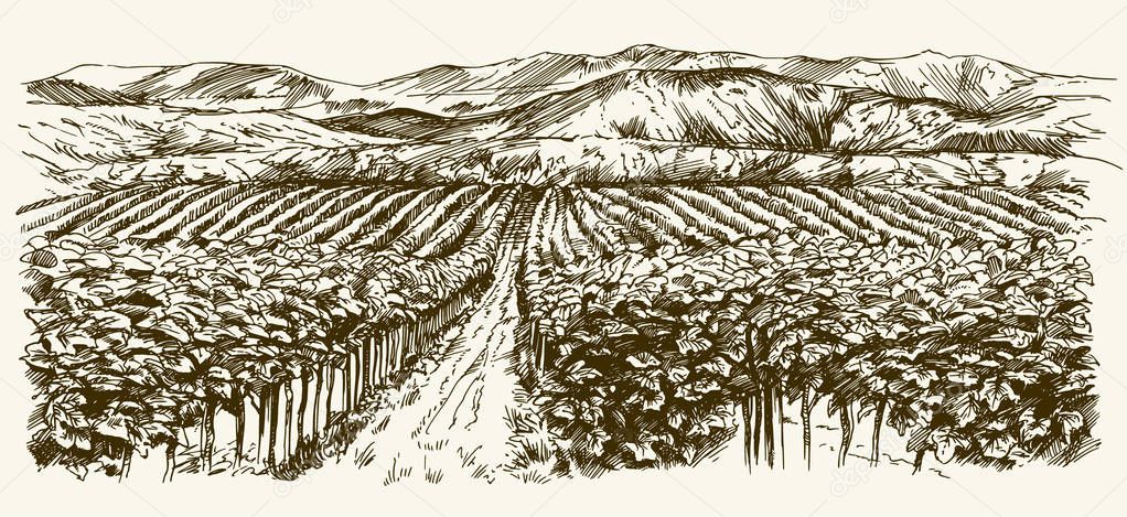 Wide view of vineyard. Vineyard landscape panorama. Hand drawn i