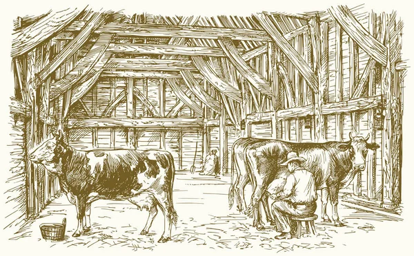 Mucche in un fienile. Mungitura delle mucche. Illustrazione vettoriale . — Vettoriale Stock