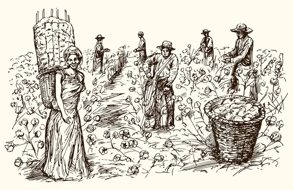 Lavoratori che raccolgono cotone. Illustrazione disegnata a mano . — Vettoriale Stock