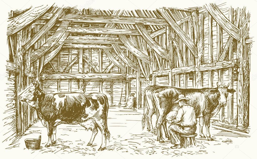 Cows inside a barn. Milking the cows. Vector illustration.