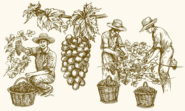Работник, вырезающий виноград из виноградников. Ручная иллюстрация
.