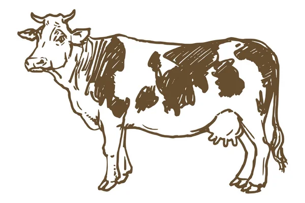 Vaca isolada sobre branco, desenho à mão ilustração vetorial. — Vetor de Stock