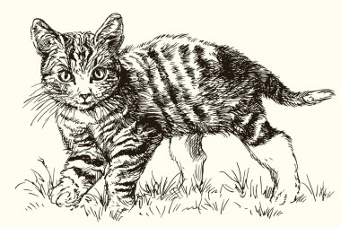 Şirin kedi beyaz arka plan üzerinde izole portresi