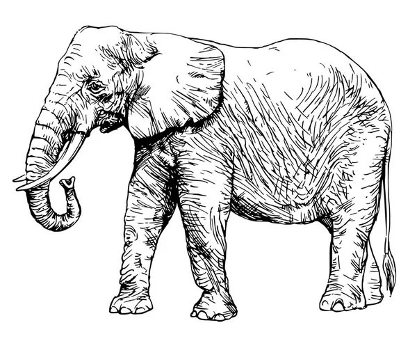 Elefante africano aislado en blanco . — Archivo Imágenes Vectoriales