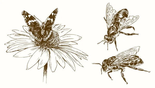 Borboleta e abelhas, ilustração desenhada à mão . — Vetor de Stock